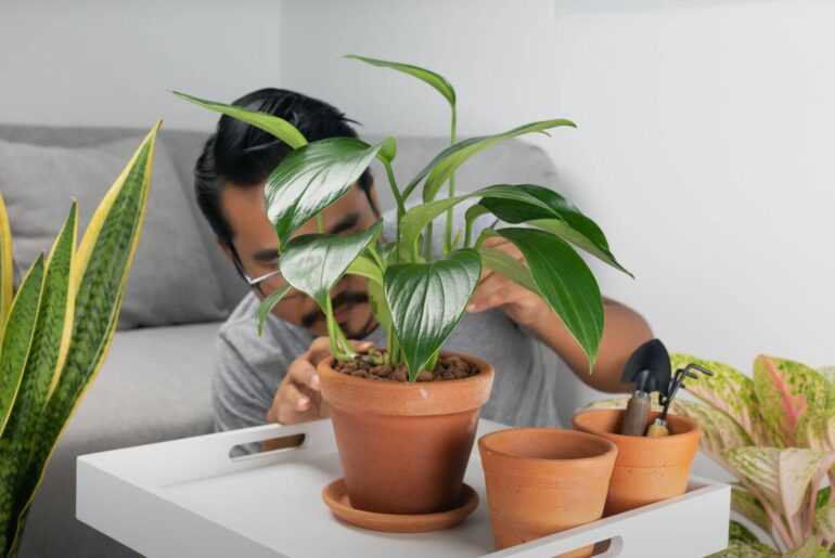 Philodendron: Pflanzenpflege, Arten und Tipps für Zuhause