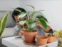 Philodendron: Pflanzenpflege, Arten und Tipps für Zuhause